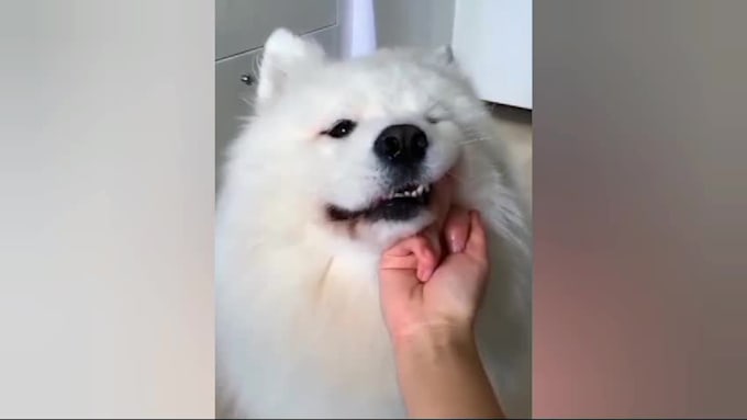 create funny pets animal videos for youtube