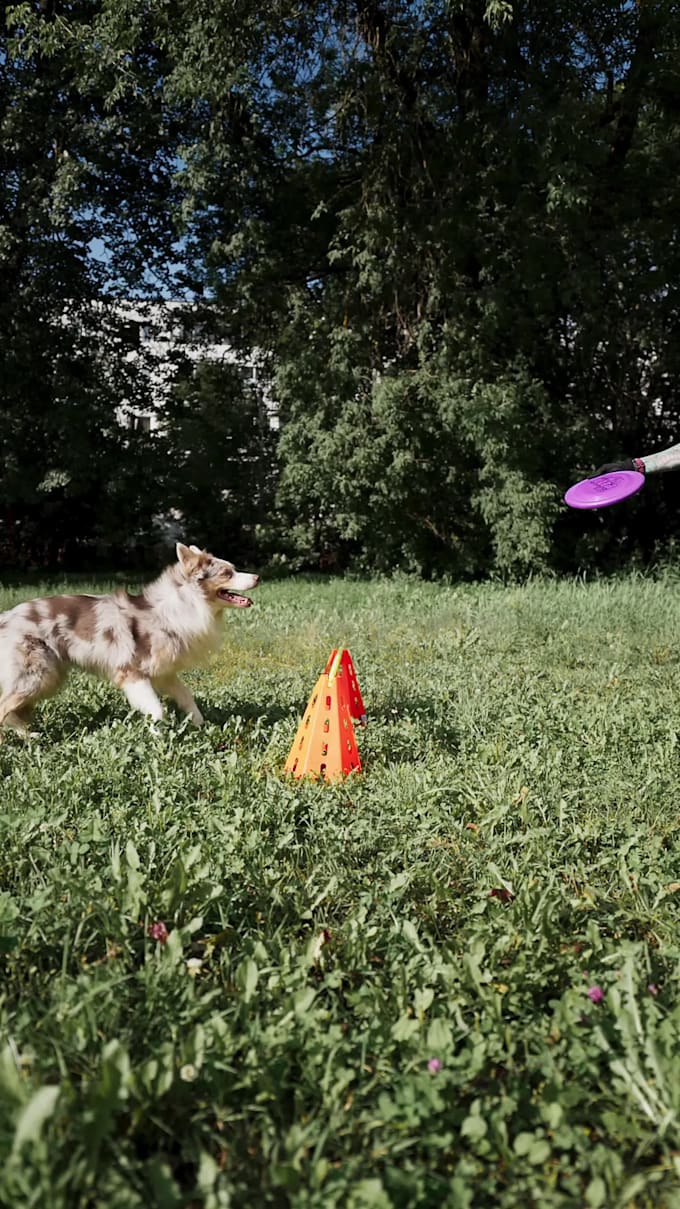 create ugc video ad with dog model