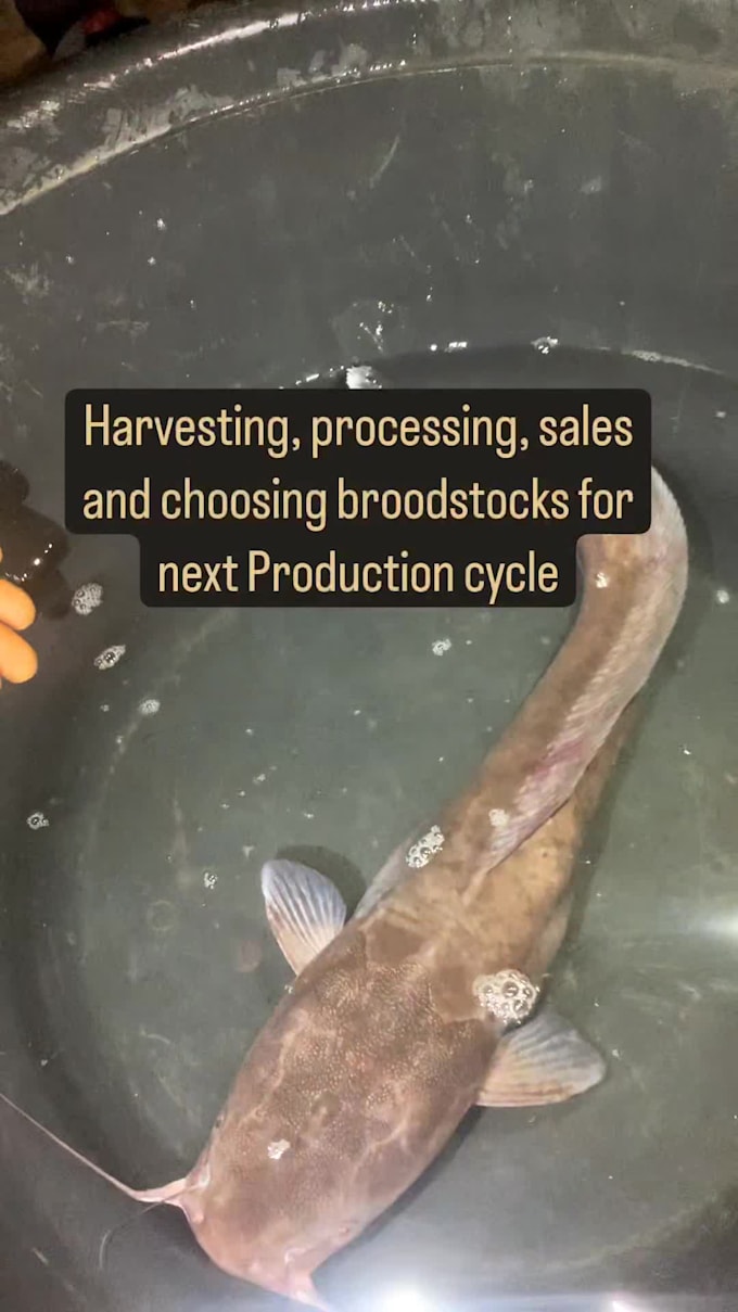 be your aquaculture business consultant for your fish farm