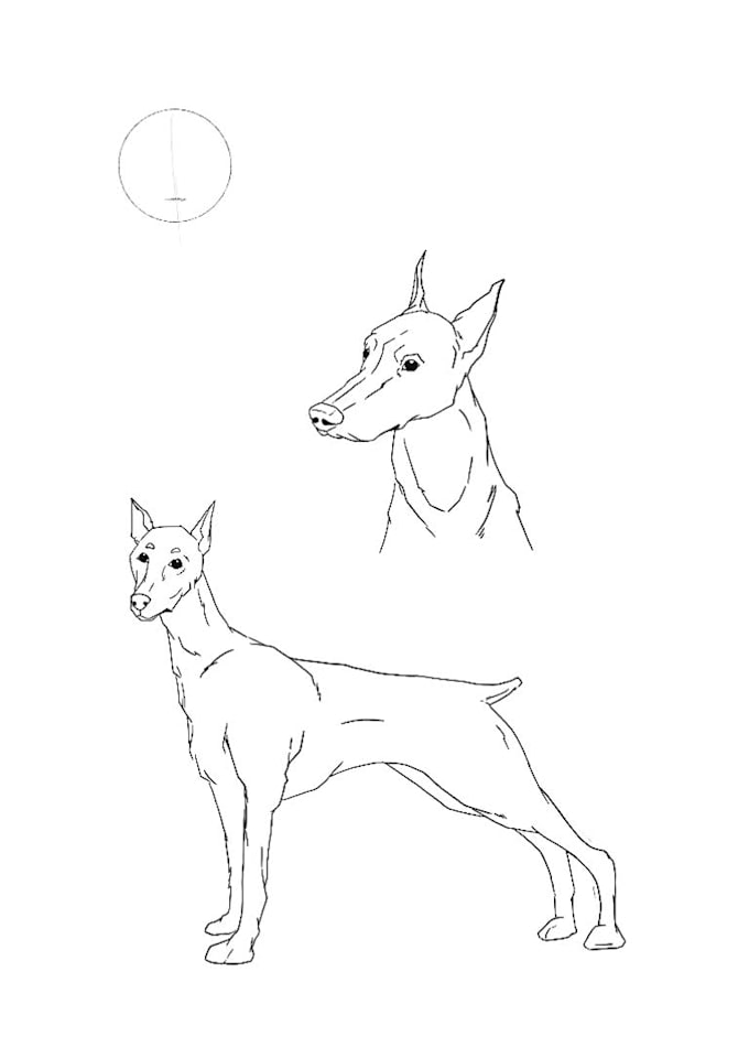 illustrate anything you need