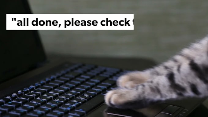 create cute cat video ads for your business
