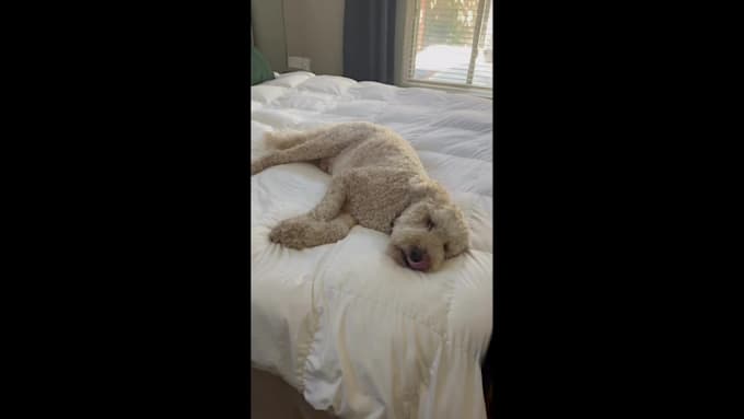 create dog ugc videos for your amazon pet product listing