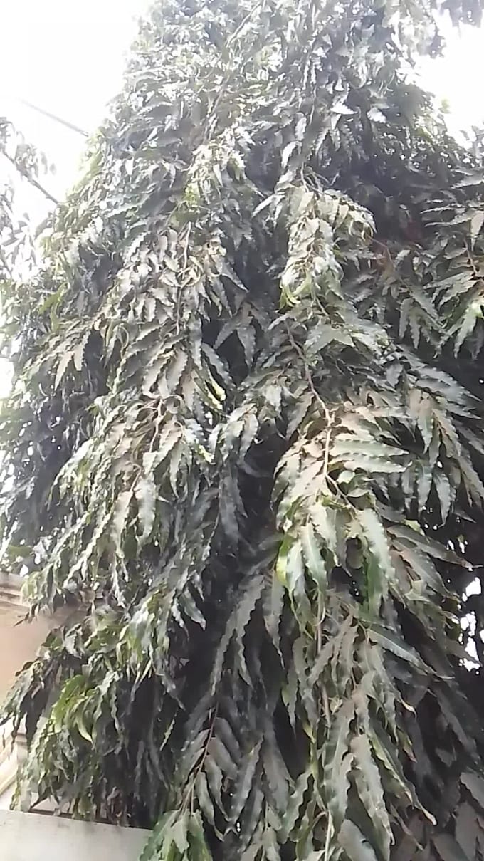 story how they plant a sentinel