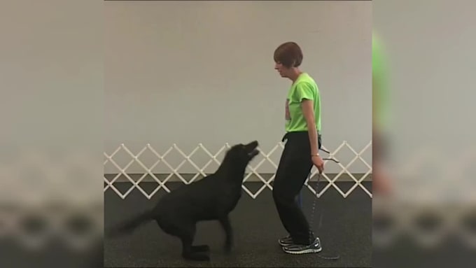 Create monetizable funny baby and pet compilation videos for