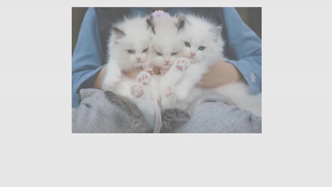 write SEO optimized pet article or blog for you