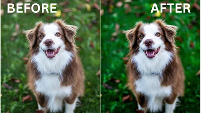 upscale, enhance and expertly colorize images, photos for stunning results