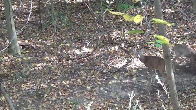edit your professional hunting video