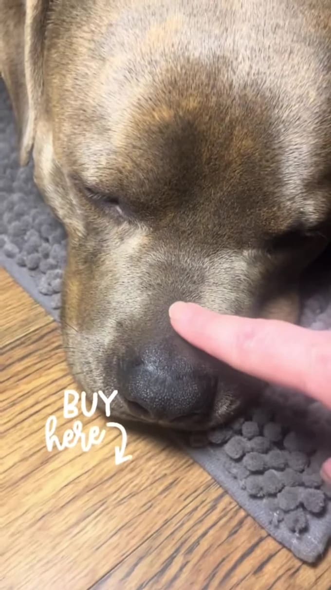 create cat or dog ugc videos for your product or services