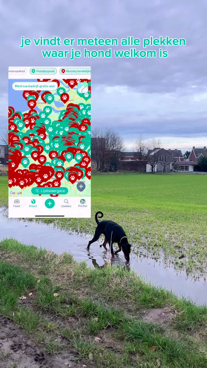 make ugc videos and ads with my dogs