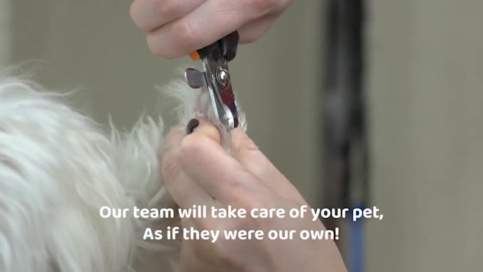 create 3 pet care, and dog grooming service promo video