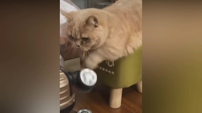 Animal Videos Funny Pets Tiktok Create Funny Viral Cats Dogs