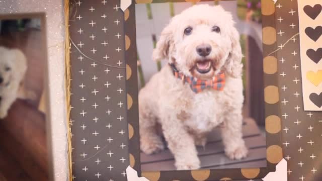 create a slideshow memorial video for your special family pet