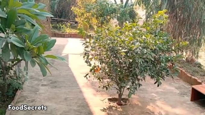 make village cooking video recipes with proper presentation