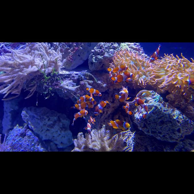 record your imagefilm in a german voiceover