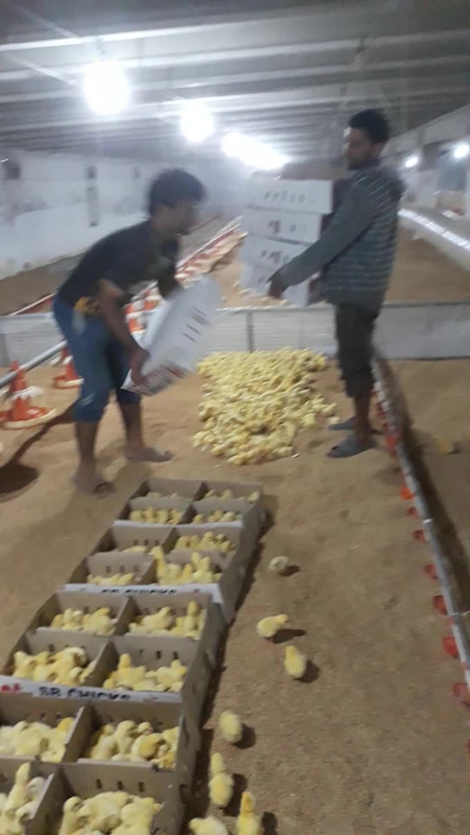 your poultry farm management and record keeping