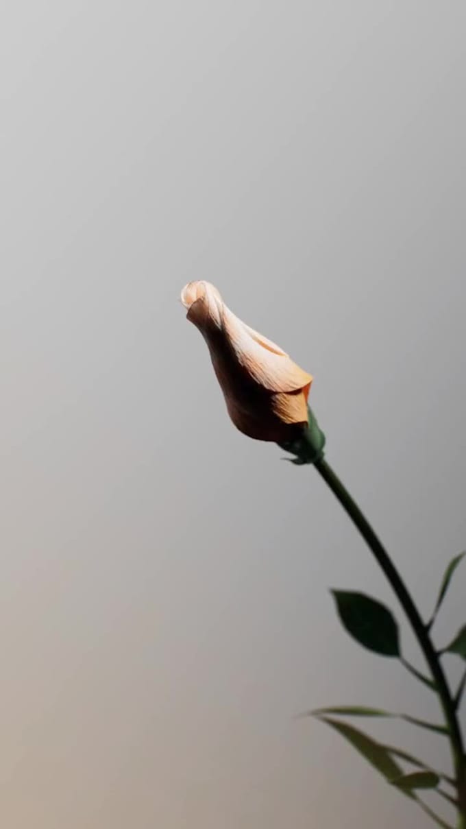 Create cgi decoration 3d flower animation by Steveley | Fiverr