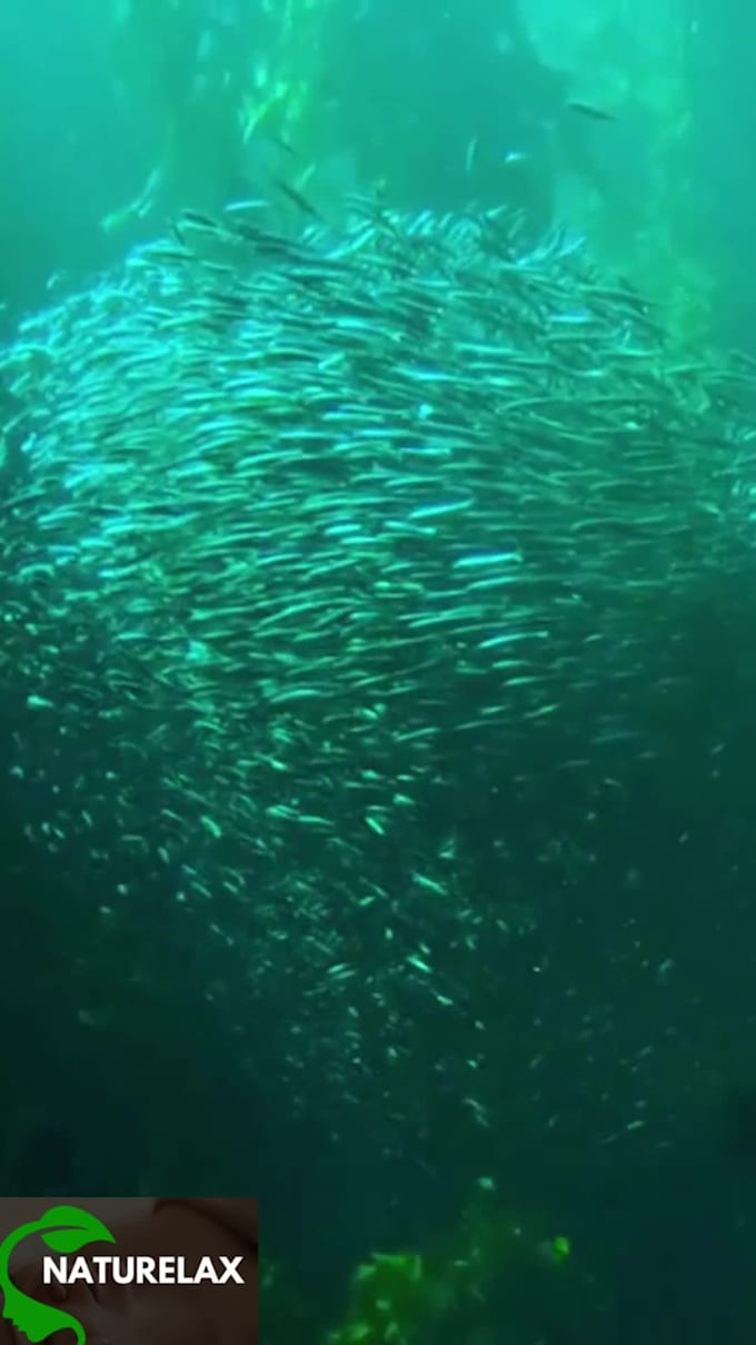 Create a youtube shorts channel with 20 videos by Javeria1309 Fiverr