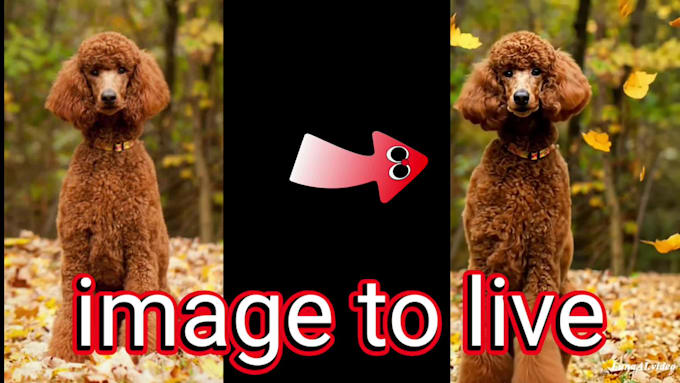 turn your image to animate or moving vedio