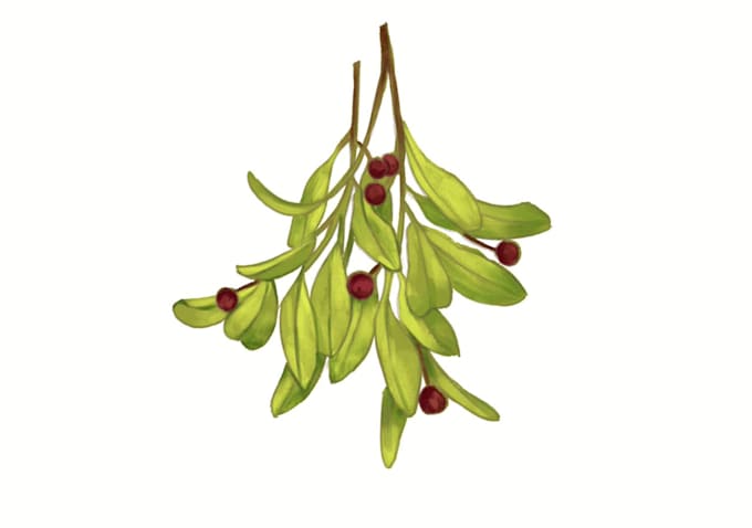 draw plant, botanical illustration