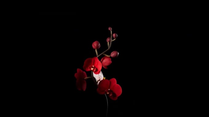 Do 3d flower animation, 3d product animation, flower design, 3d ...