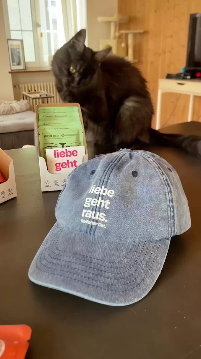 create cat content with my maine coon cat ugc