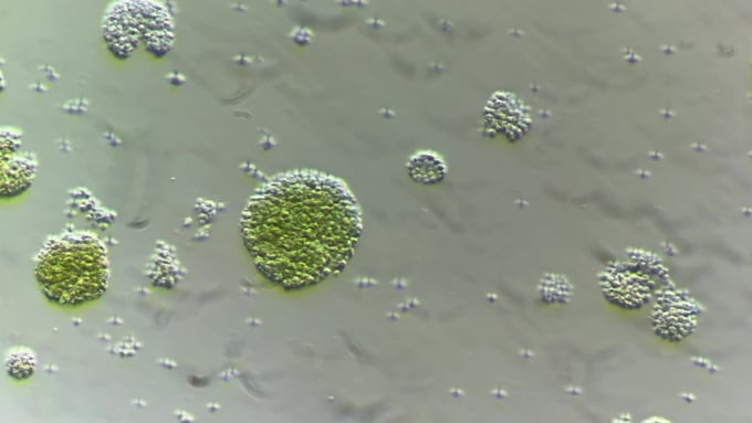 do microscopic images for your publication