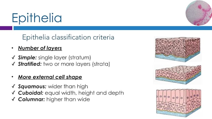 teach you histology or physiology