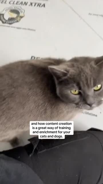 create custom engaging ugc videos tailored to pet brands