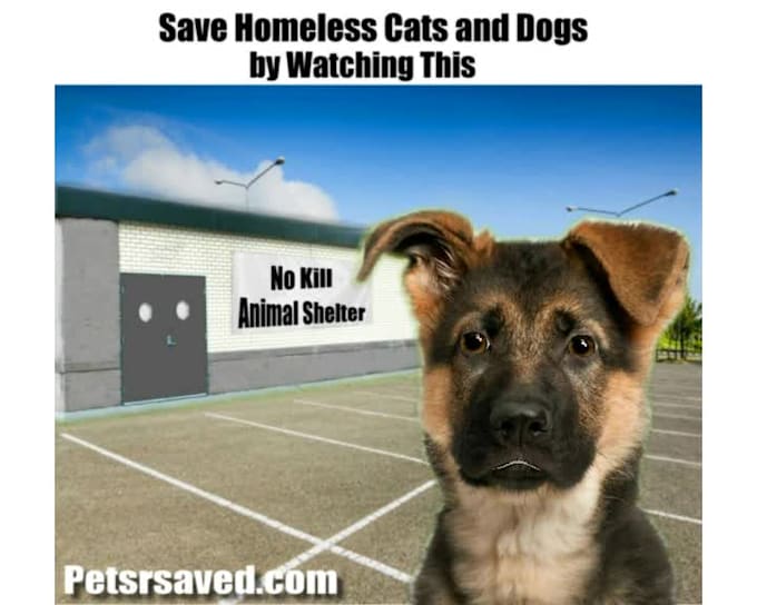 Make A Talking Dog Video Message By Gooberella Fiverr