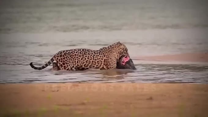 top 10 video editing, cash cow, faceless videos