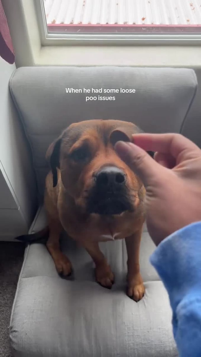 create engaging pet ugc video with my dog