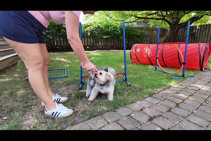 create authentic pet ugc video content for your brand