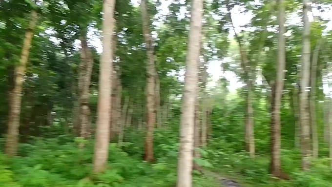 create natural tree video without using ai