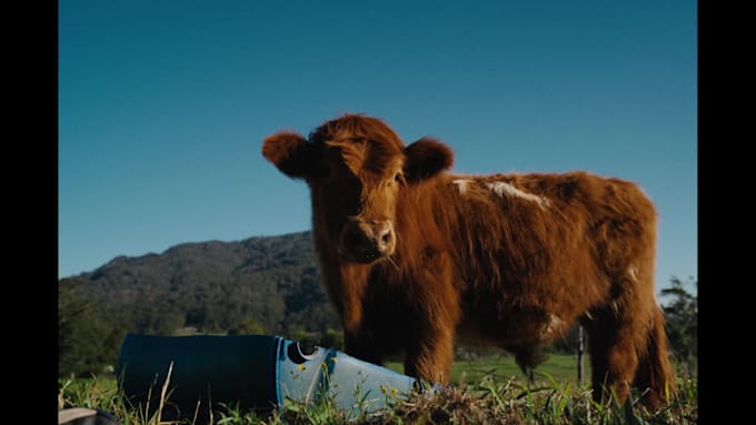 colour grade your project as a professional colourist