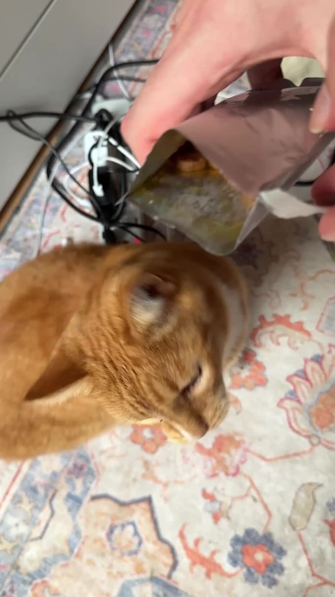 create high converting ugc pet videos for your cat brand