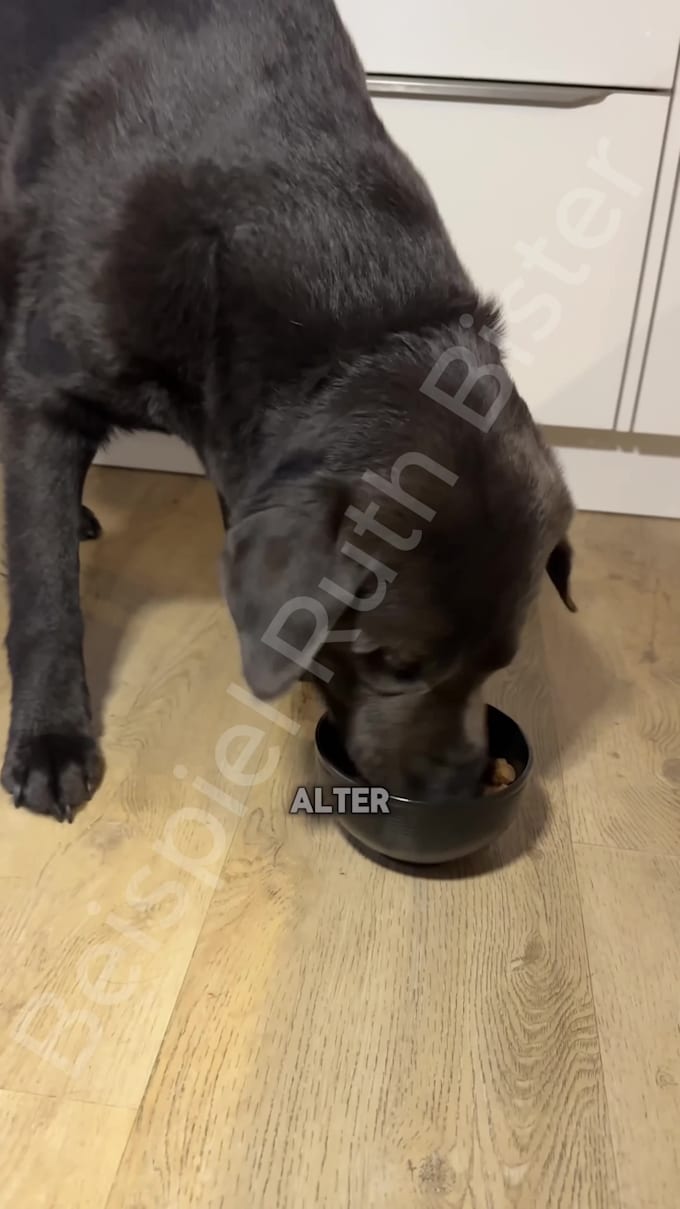 create german ugc videos for dog brands
