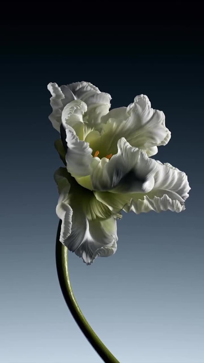 make 3d flower animation flower model plant model rendering 3d plant animation