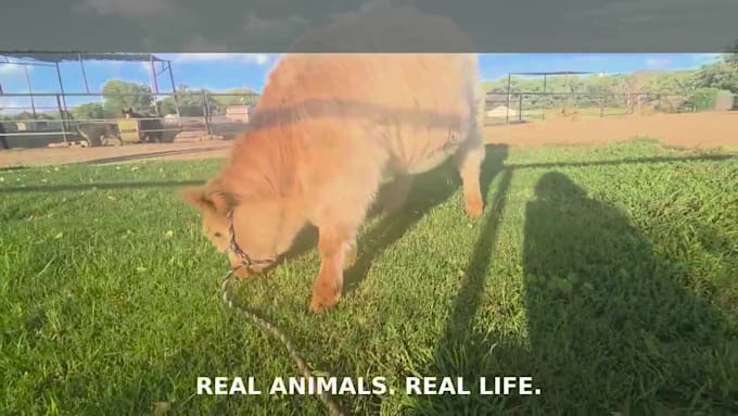 create authentic pet and farm animal videos