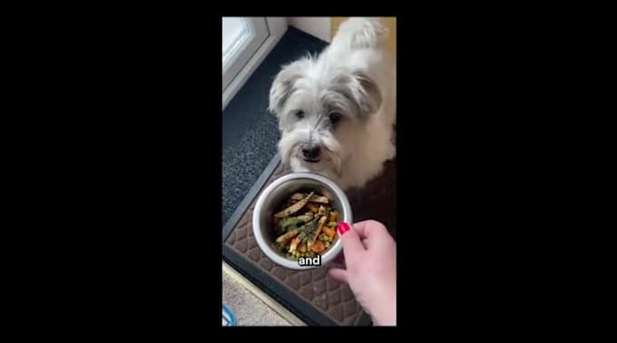 create dog ugc videos for your dog products or services