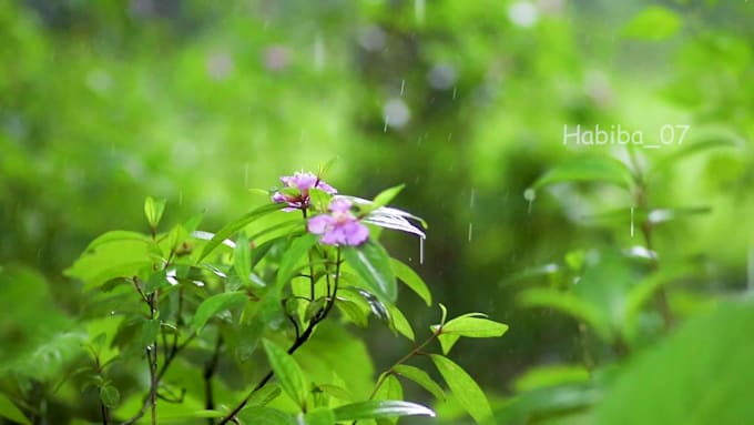 record real rainforest rain sounds videos for youtube channel