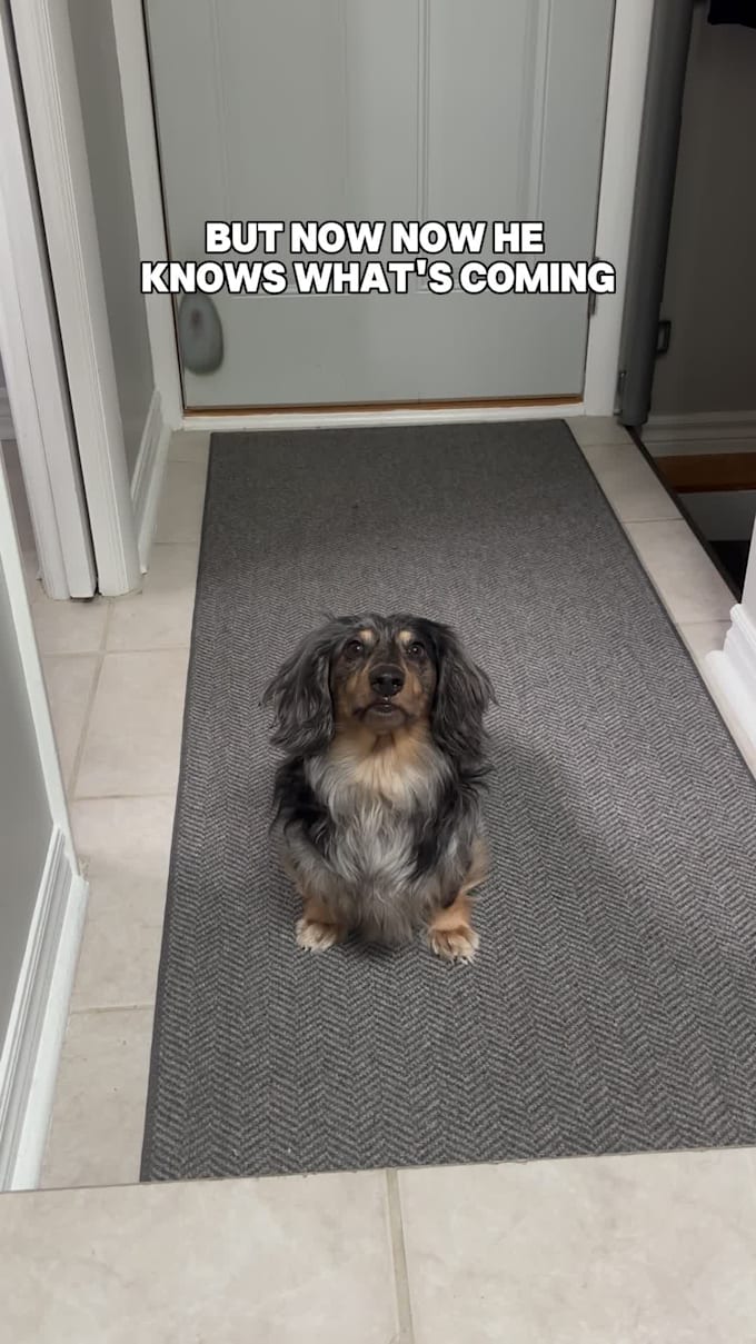 create authentic pet ugc videos for your brand