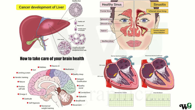 create accurate medical and scientific illustrations