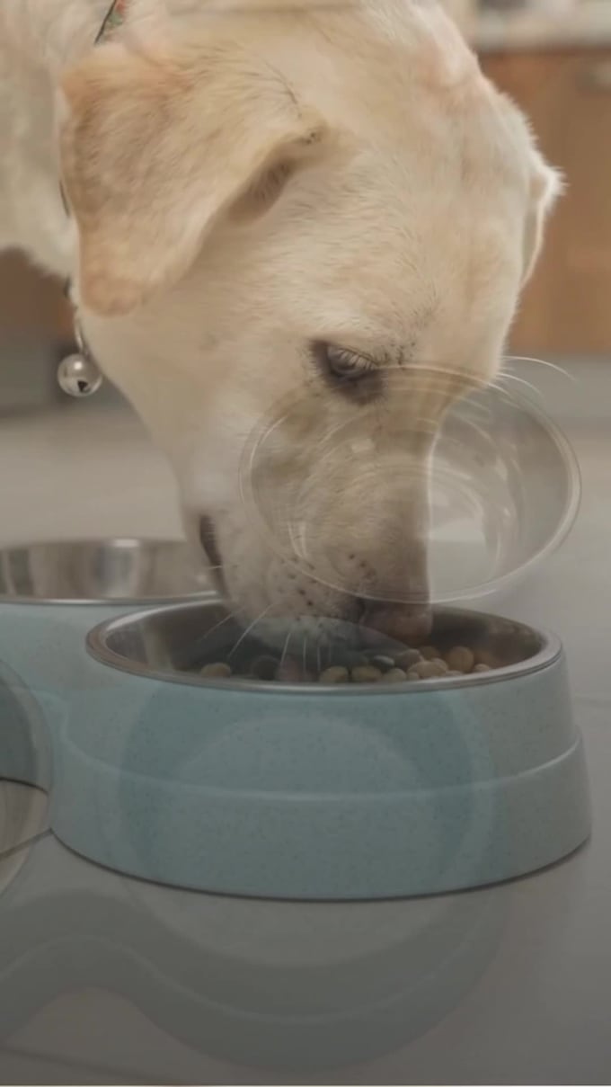 create engaging pet ugc dog ecommerce dropshipping product video ads design flow