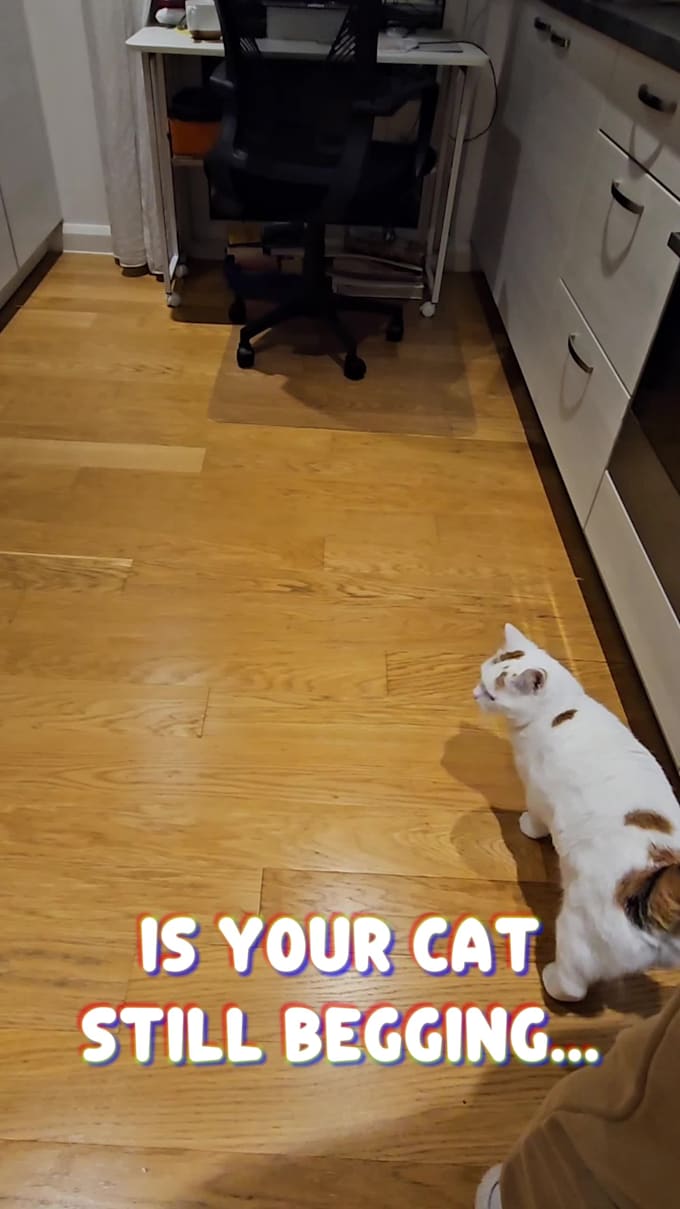 create an engaging pet cat ugc video
