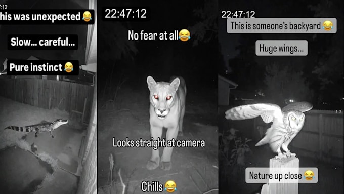 create viral animal caught on camera short vidoss