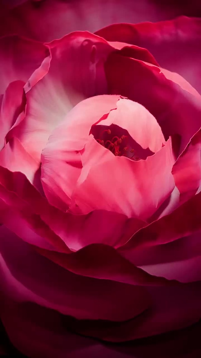do custom  3d flower animation and realistic floral visuals