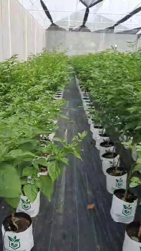 design irrigation and fertigation systems for grow bags