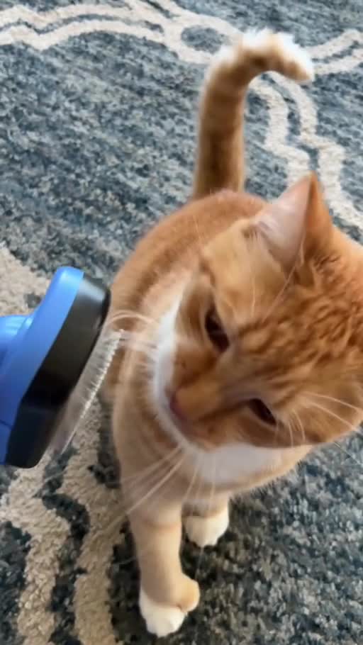 authentic ugc videos for your pet brand