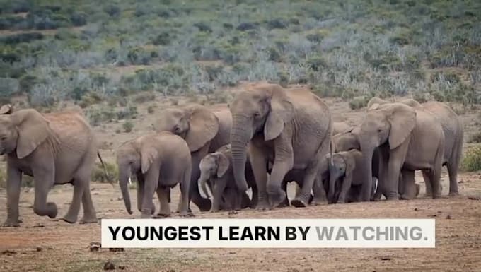 narrate your nature and wildlife documentaries