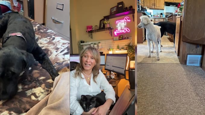 create a pet ugc video ad for your pet product or service